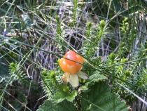 IMG-4255